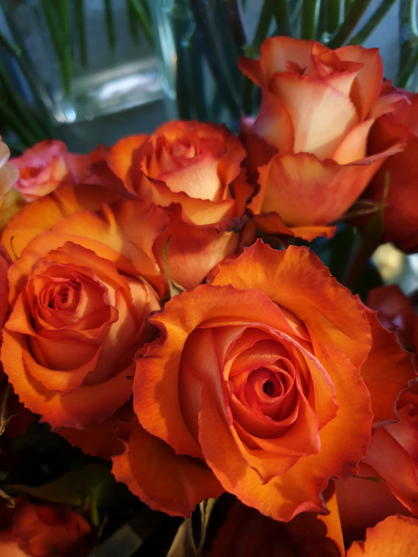 Roses - rose individuelle orange iguana